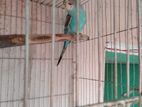 Birds for sell