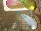 Birds for sell