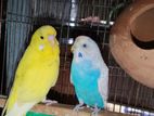 birds for sell