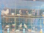 Birds for sell