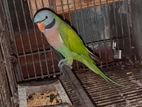 Male parrot Birds sell