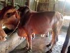 বিরিশ গরু