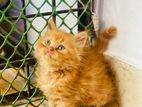 বিরল Parsian Cat
