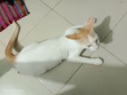 Cat Adoption