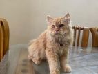 Cat for sale