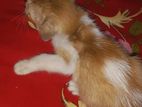 Cat for sale
