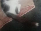 বিড়াল বিক্রি