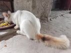বিড়াল