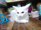 Cat for sell