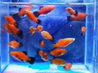 bisesh offer Soler 1pair nile 1pis free simito smy