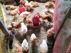 🐔✨ বিশুদ্ধ লে মুরগি বিক্রি চলছে – বয়স মাত্র ২ মাস! ✨🐔