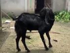 Bitol Fata