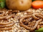 বিটল পোকা বিক্রি। mealworms and superworms for sale