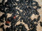 বিটল পোকা মাদার। Superworms Mother