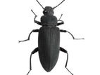 বিটল পোকার মাদার পোকা! mother beetles