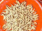 বিটল সুপার ওয়ার্ম পোকা । পোকা, Bitol Puka