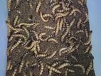 বিটোল পোকা Super Worm