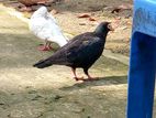 বিউটি হুমা নর. আর. মাদি