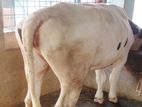 বকনা কিনুন পোষার জন্য ভালো ।(২৫২নং)