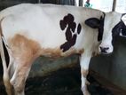 বকনা পোষার জন্য ভালো হবে ।(২৭০ নং)