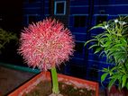 ব্লাড লিলি / মে ফ্লাওয়ার ফুটবল ফর সেল