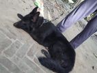 ব্লাক জার্মান শেফার্ড black german shepherd