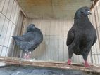ব্লাক কিং কবুতর | Black king Pigeon