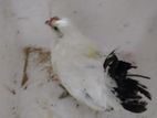 ব্লাক টেল জাপানিজ বেন্থাম মেল chicken