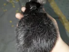 Black 2 month Baby rabbit for sale