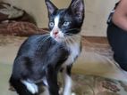 Cat For Adoption