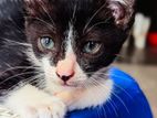 Black And White Cat for adpotion