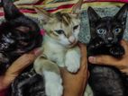 Black & white cat adoption