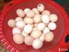 black australorp hen egg