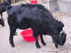 Black Bengal Goat Adult পাঠা