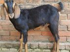 Black Bengal goat (kushtia grade Deshi)