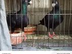 Black Beuty Homa Breeding Pair For Sell