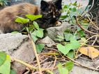 black calico female persian