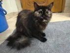 Black Calico Persian