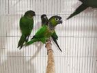 Black cap conure for sell