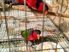 Black Capped lory