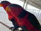 Black Capped Lory Young Pair