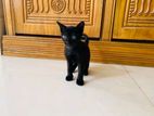 Black cat for adoption