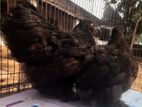 Black cochin baby pair কালো কোছিন