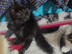 Black Colour Persian Cat Kitten