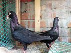Black Danic Pigeons