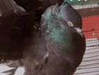 Black Fantail