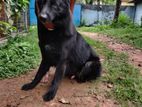 Black German Shepherd Baby