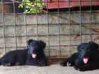 Black German Shepherd Long Coat