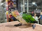 Black Headed Caique Parrot Baby