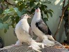 Black Lahore Baby Pair